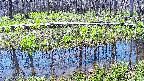 mizubasho7-20250422102045.jpg