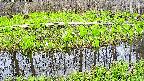 mizubasho7-20250424163037.jpg