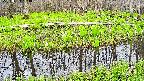 mizubasho7-20250424164040.jpg