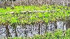 mizubasho7-20250424170041.jpg