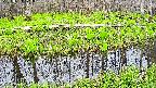 mizubasho7-20250424171040.jpg