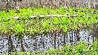mizubasho7-20250424173040.jpg