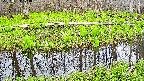 mizubasho7-20250424174041.jpg