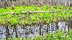 mizubasho7-20250424175042.jpg