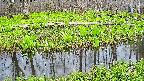 mizubasho7-20250424181042.jpg