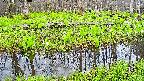 mizubasho7-20250425050040.jpg
