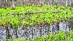 mizubasho7-20250425051037.jpg