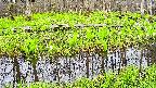 mizubasho7-20250425063039.jpg