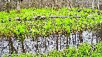 mizubasho7-20250425074041.jpg