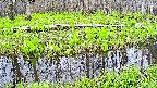 mizubasho7-20250425095041.jpg