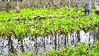 mizubasho7-20250425122041.jpg