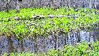 mizubasho7-20250425130040.jpg