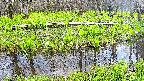 mizubasho7-20250425132041.jpg