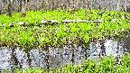 mizubasho7-20250425134041.jpg