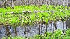 mizubasho7-20250425135040.jpg