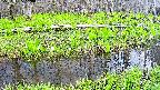 mizubasho7-20250425140039.jpg