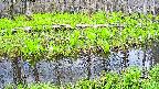 mizubasho7-20250425145040.jpg