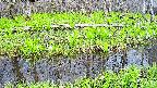 mizubasho7-20250425150043.jpg