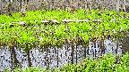 mizubasho7-20250425151040.jpg