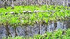 mizubasho7-20250425153039.jpg