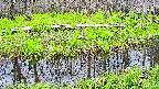 mizubasho7-20250425154042.jpg