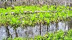 mizubasho7-20250425163039.jpg