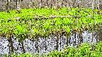 mizubasho7-20250425171041.jpg