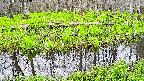 mizubasho7-20250425172041.jpg