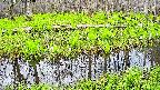mizubasho7-20250425173040.jpg