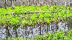 mizubasho7-20250425174039.jpg