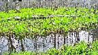 mizubasho7-20250426050040.jpg