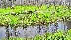 mizubasho7-20250426051041.jpg