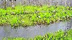 mizubasho7-20250426052040.jpg