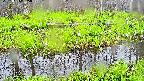 mizubasho7-20250426055041.jpg