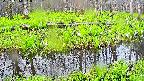mizubasho7-20250426061040.jpg