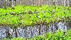 mizubasho7-20250426062040.jpg