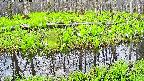 mizubasho7-20250426064040.jpg