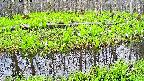 mizubasho7-20250426065040.jpg