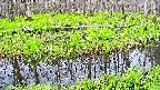 mizubasho7-20250426070040.jpg