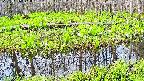 mizubasho7-20250426072040.jpg