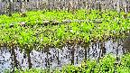 mizubasho7-20250426075041.jpg