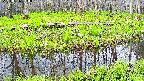 mizubasho7-20250426080040.jpg