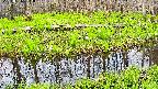 mizubasho7-20250426082041.jpg
