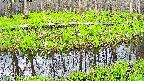 mizubasho7-20250426085040.jpg
