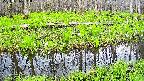 mizubasho7-20250426093043.jpg