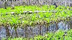 mizubasho7-20250426101044.jpg
