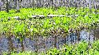 mizubasho7-20250426102041.jpg