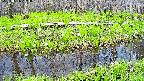 mizubasho7-20250426103041.jpg
