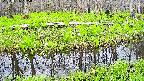 mizubasho7-20250426105041.jpg