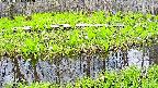 mizubasho7-20250426112042.jpg